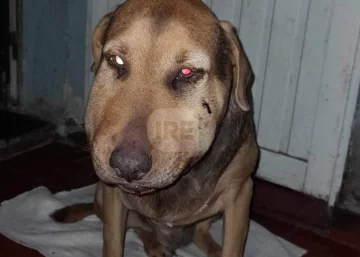 Una yarará mordió a un perrito en el patio de una casa en Vialidad y lucha por su vida