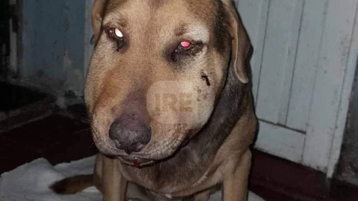 Una yarará mordió a un perrito en el patio de una casa en Vialidad y lucha por su vida