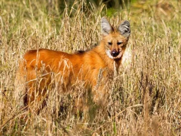 Rescataron a un aguará guazú frente a Gaboto y lo devolvieron a su habitat