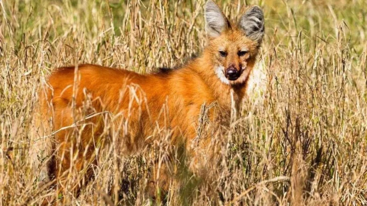 Rescataron a un aguará guazú frente a Gaboto y lo devolvieron a su habitat