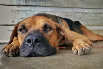 Alerta en Barrancas por aumento de casos de moquillo en perros