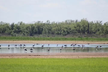 En octubre llega el Global Big Day y el Parque Nacional Islas de Santa Fe invita a un avistaje de aves