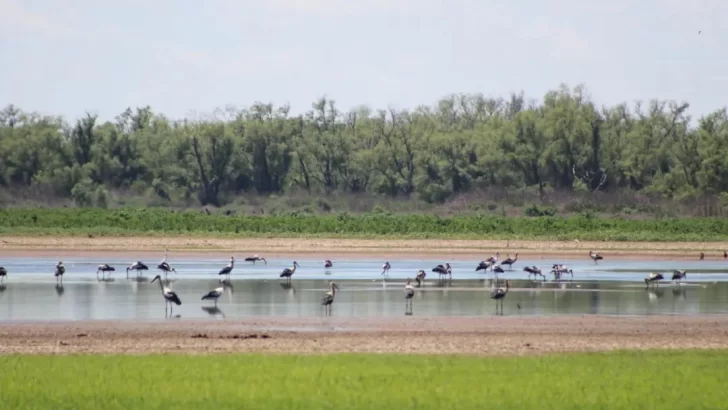 En octubre llega el Global Big Day y el Parque Nacional Islas de Santa Fe invita a un avistaje de aves