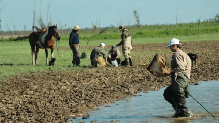 Estudian el impacto de la ganadería en los humedales de las Islas de Santa Fe