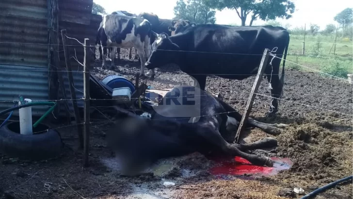 Abigeato en Serodino: Faenaron una vaca, cuatro chivos y dejaron agonizando una Holando preñada