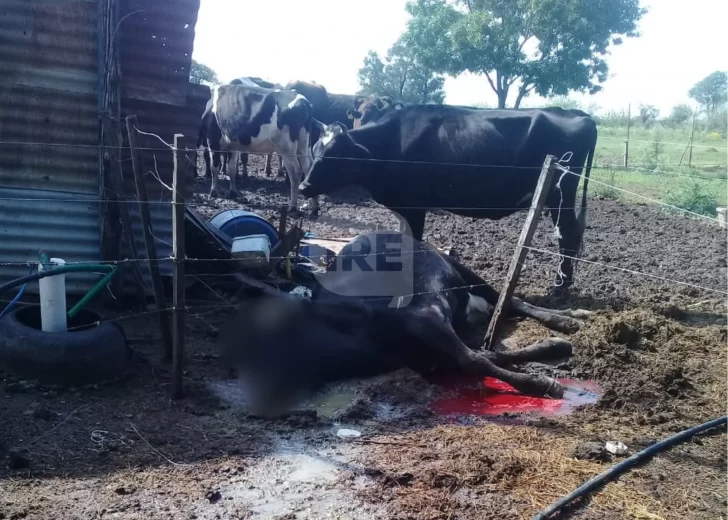 Abigeato en Serodino: Faenaron una vaca, cuatro chivos y dejaron agonizando una Holando preñada