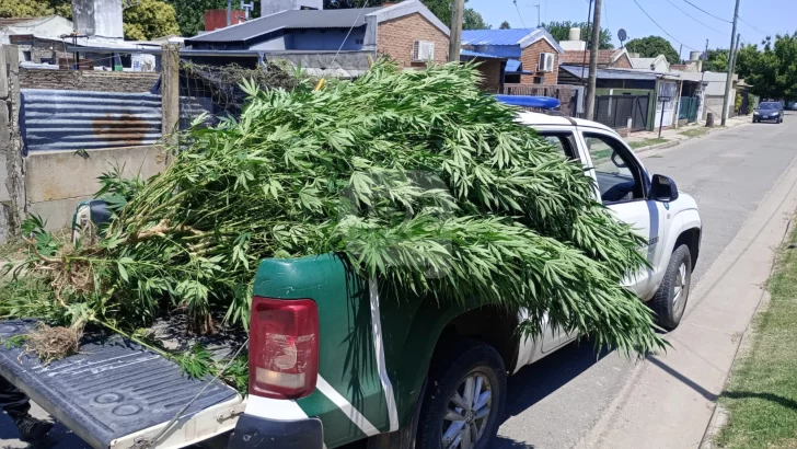 Allanaron una casa por un robo pero encontraron el patio lleno de plantas de marihuana