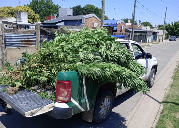 Allanaron una casa por un robo pero encontraron el patio lleno de plantas de marihuana