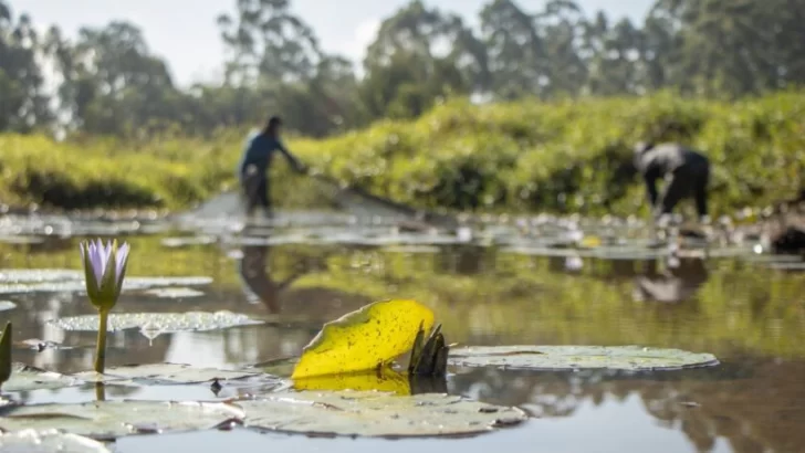 Crearon un Comité Interprovincial para la protección de los peces en la Región Litoral