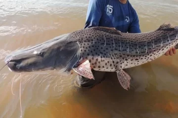 Comenzó la veda para la pesca del surubí en Santa Fe hasta el 31 de diciembre