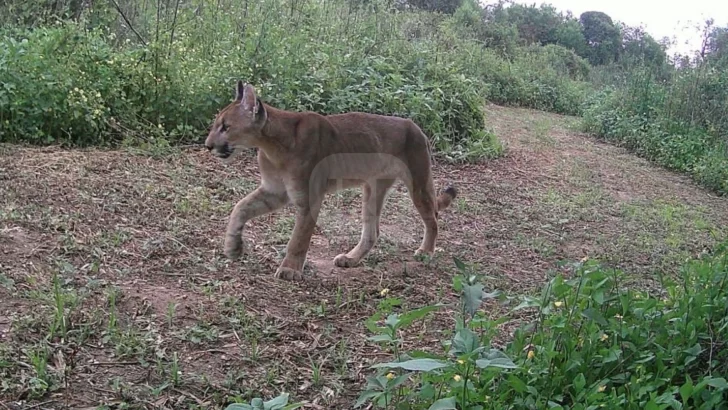 Lograron detectar por primera vez pumas en el Parque Islas de Santa Fe