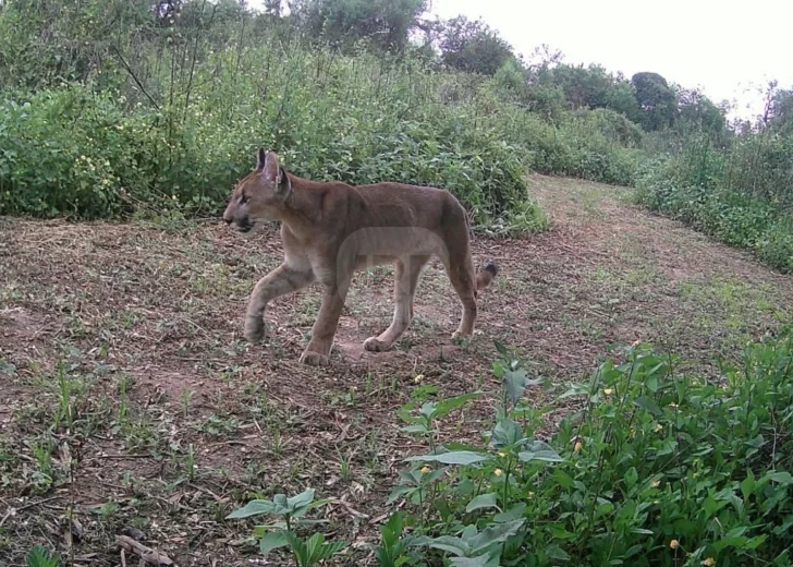 Lograron detectar por primera vez pumas en el Parque Islas de Santa Fe