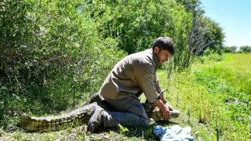 Biodiversidad: Provincia regresó un Yacaré overo a su hábitat natural