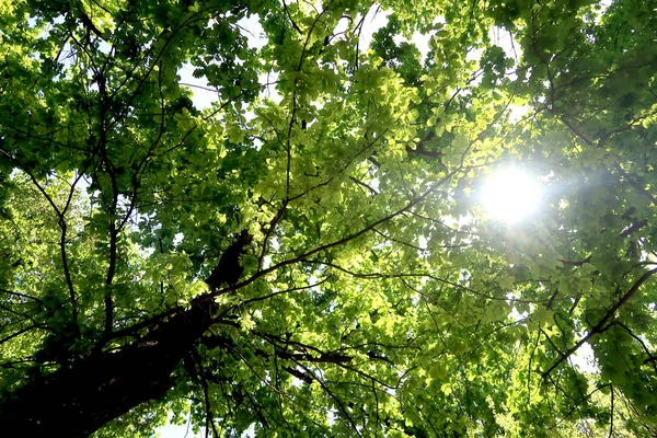 Jueves con cielo despejado y máxima de 27°C