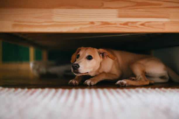 Consejos para cuidar a tu mascota durante las fiestas