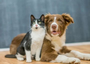 Pueblo Andino tendrá una jornada de castración gratuita de perros y gatos