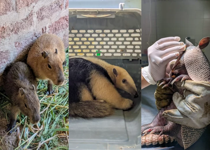 Tres animales silvestres rescatados y que estaban en cautiverio se recuperan en La Esmeralda