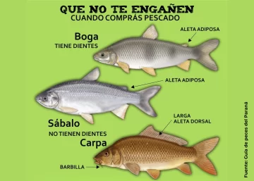 ¿Te venden lo que creés? Descubrí las claves para identificar el pescado de río