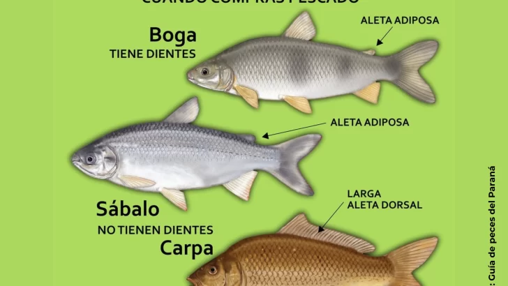 ¿Te venden lo que creés? Descubrí las claves para identificar el pescado de río