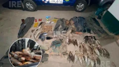 Golpe a la pesca ilegal en Fray Luis Beltrán: Secuestraron más de 15 toneladas de pescado